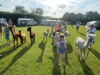 alpaca's